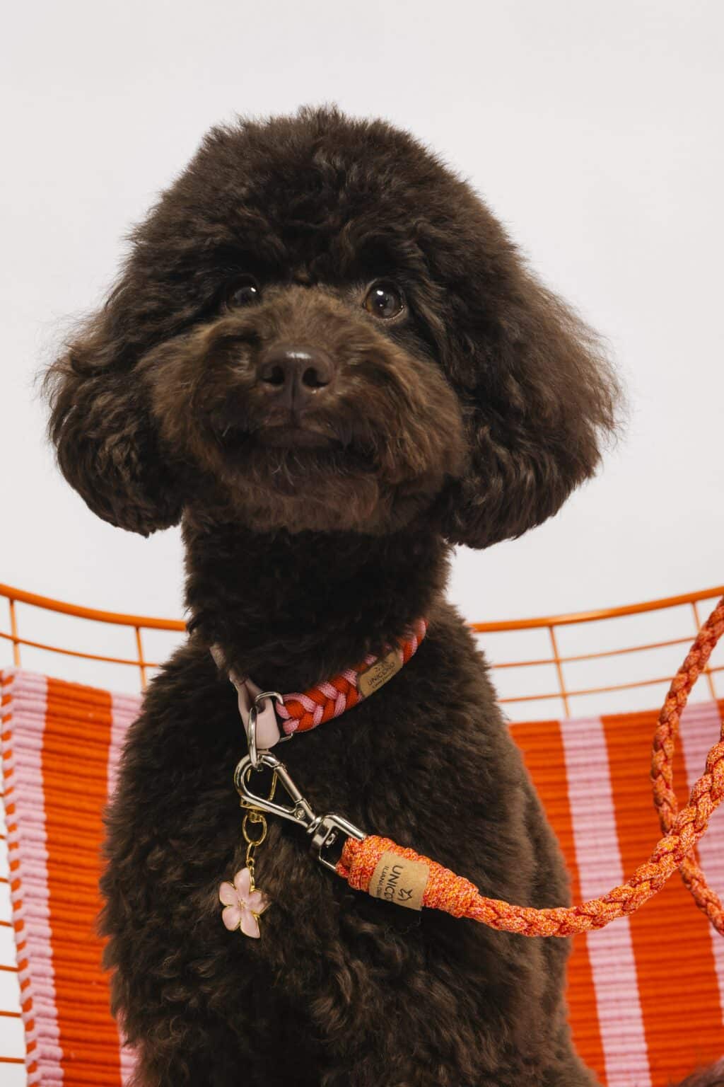 Unicord Περιλαίμιο Σκύλου Lollipop Ροζ/Πορτοκαλί