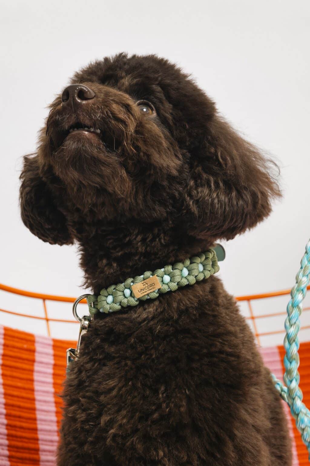 Unicord Περιλαίμιο Σκύλου Flower Power Πράσινο Γουακαμόλε/Γαλάζιο