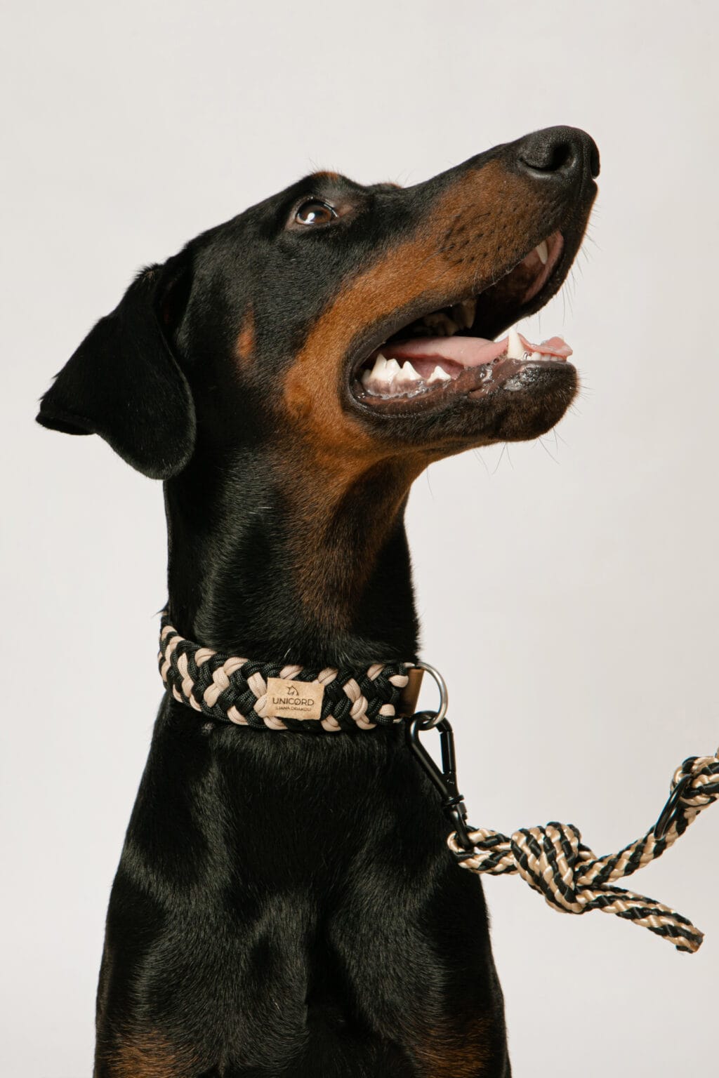 Unicord Περιλαίμιο Σκύλου Color Party Μαύρο/ Μπεζ